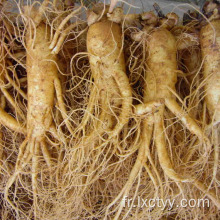 thé de racine de ginseng sauvage